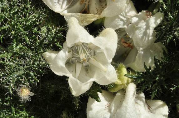 Uma prima da urtiga, adaptada às grandes altitudes do Parque Provincial do Aconcágua, na região de Mendoza, no oeste da Argentina